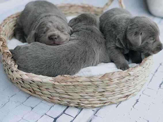 Silver Labrador Retriever Puppies for Sale | Silver and Charcoal Kennels