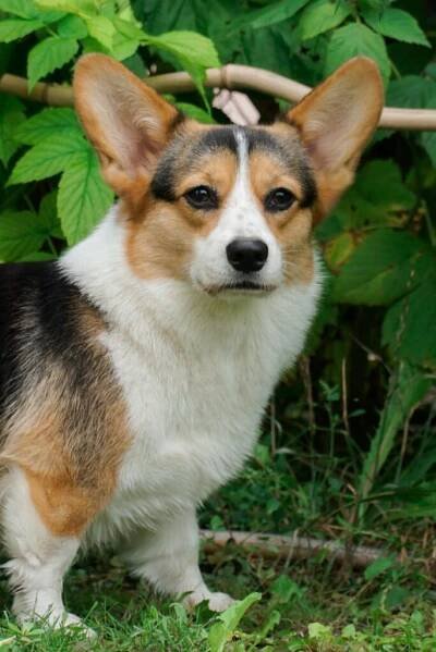 Mandala Morgerton - Morgerton Welsh Corgi Pembroke Kennel