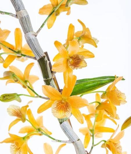 Orchidej Stromobytec, Dendrobium nobile, 2 výhony, oranžová | ZAZUMi.cz