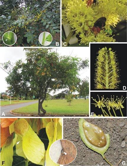 Advances in Legume Systematics 14. Classification of Caesalpinioideae. Part 2: Higher-level classification
