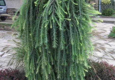 Modřín převislý-Larix decidua 'Stiff weeping' | Zahrady ART Jaroměř