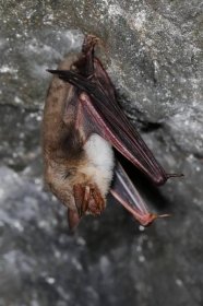 Čeští netopýři nesou protilátky na vzteklinu, odhalili vědci. Hrozí nám nebezpečí?