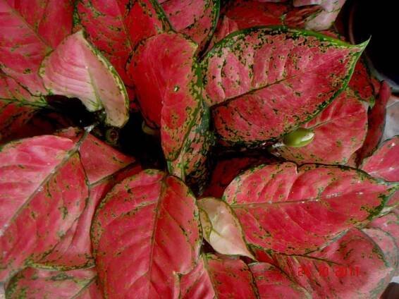 propagación de aglaonema