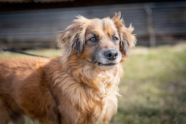 Psi k adopci z útulků, azylů a neziskových organizací