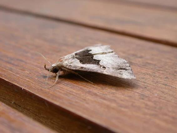 Hypena gonospilalis