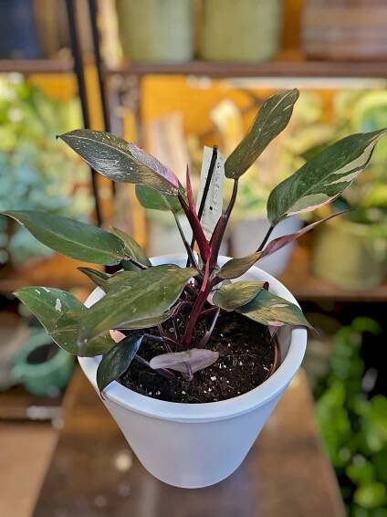 Philodendron Pink princess 