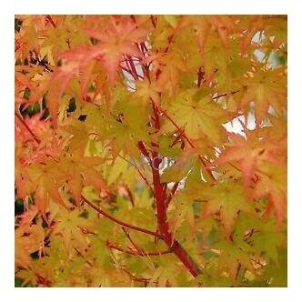 Javor dlanitolistý ́Sango-Kaku ́- Acer palmatum - 4 l Japonské javory
