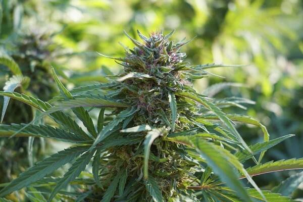 Farm Cut
