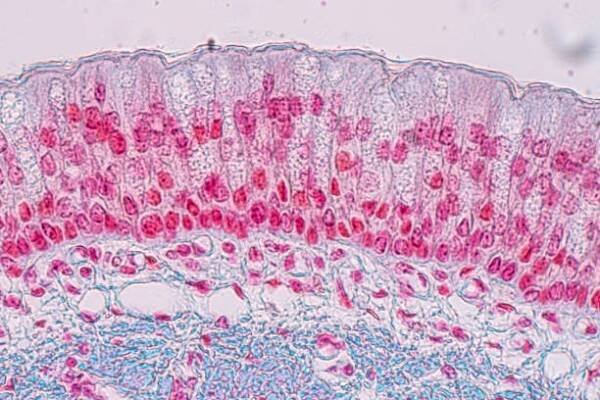učení anatomie a fyziologie pseudostratifikované sloupcovité epithellum pod mikroskopické v laboratoři. - epitelová tkáň - stock snímky, obrázky a fotky
