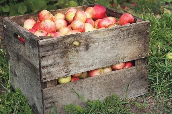 From Raw To Frozen | Manufacturing Process | Frutteto