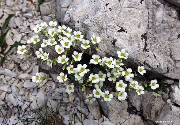 Lomikámen sivý (Saxifraga caesia)