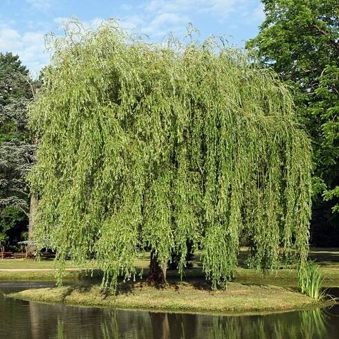 Traditional uses and benefits of Weeping willow - Health Benefits
