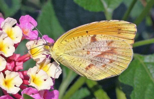 Common Butterflies of North Carolina