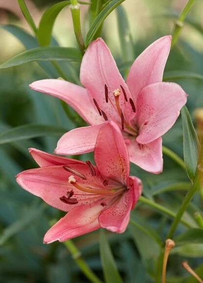 'Dani Arifin' lily