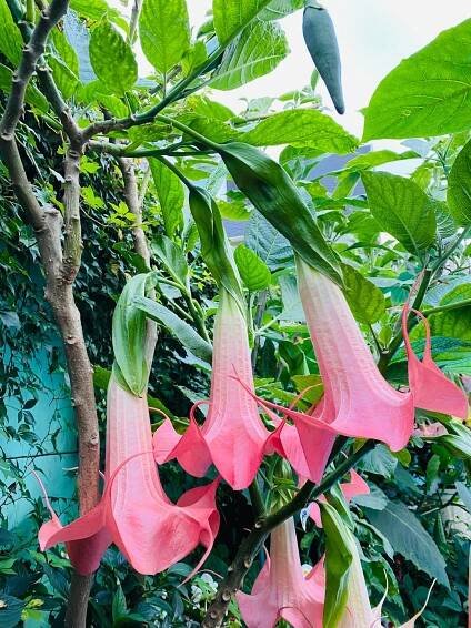 DE MOI UT OSTFREESLAND | Brugmansia