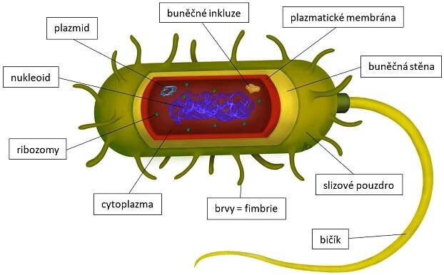 Biologie: Buněčná biologie: Prokaryotická buňka 