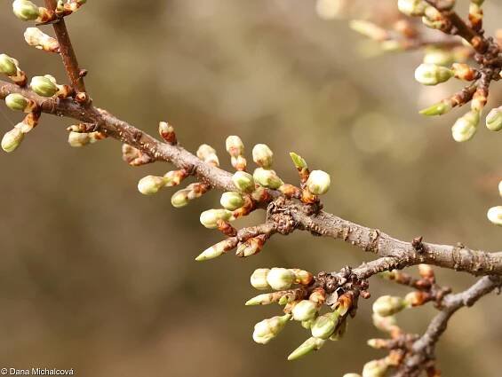 fotografický klíč k určování cévnatých rostlin :: BOTANICKÁ FOTOGALERIE
