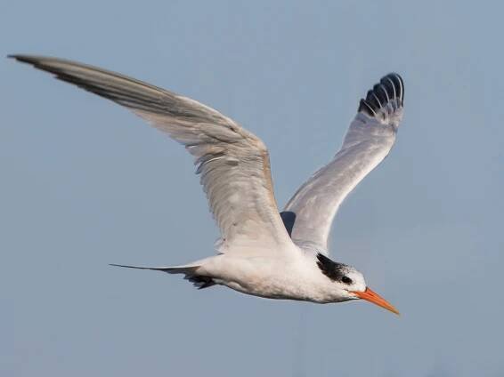 Nonbreeding adult - ML70195271