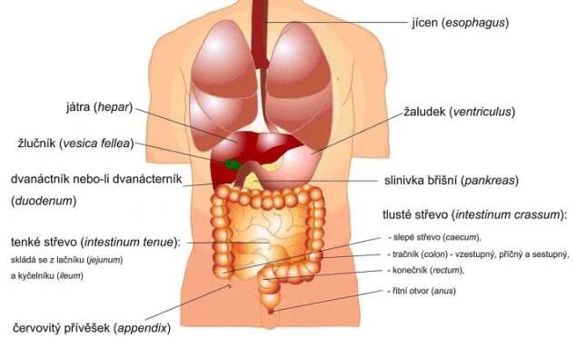 Kde bolí slinivka břišní?