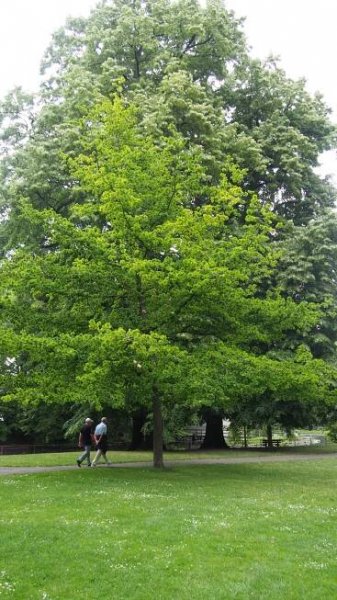 Quercus robur 'Cristata' | dub letní 'Cristata' - Van den Berk školky
