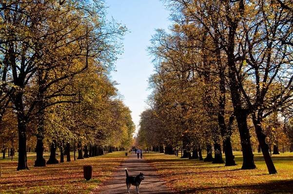 RSB Race for the Kids - 8 October, Hyde Park - Hertford Street