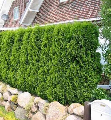 Zerav západní ´SMARAGD´ 30-40 cm, kont. 2 l | Lumigreen.cz