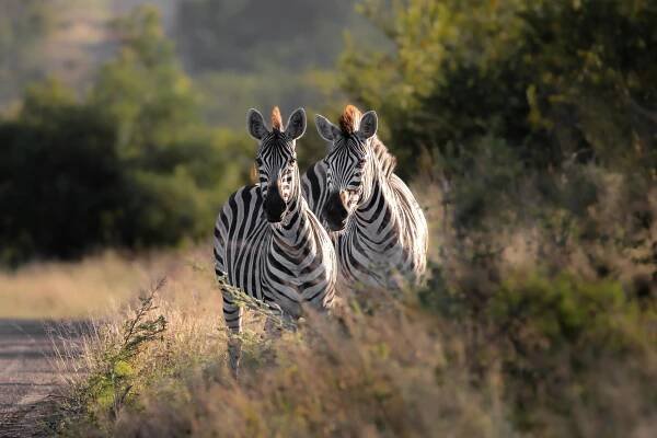 Kruger - Photographic Travel Journal - The Moving Lens