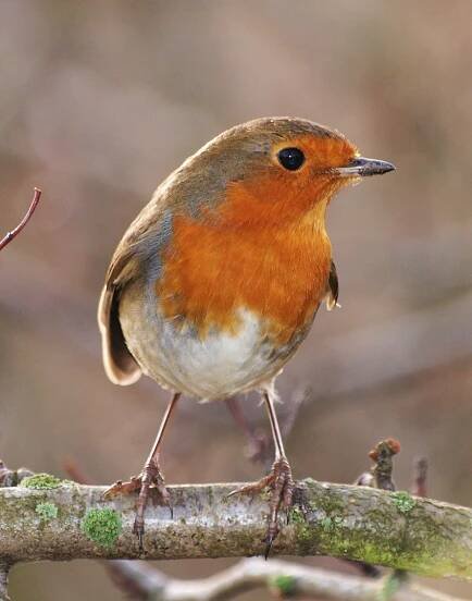a small bird perched on top of a tree branch