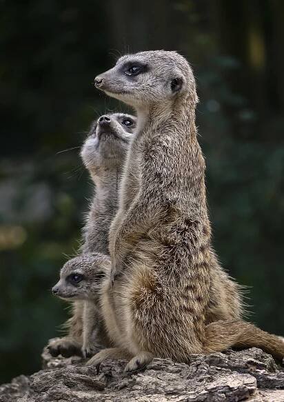 Fauna, Suricate, Mongoose, Savec