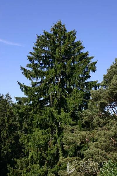 Picea abies - smrk ztepilý | Lukáš Hrdinka | Autoři | iBotky.cz