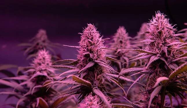 New Hemp Cannabinoid: THC-P (THCP or Tetrahydrocannabiphorol). THC-P vs Delta-8 THC. - Modern Apotheca