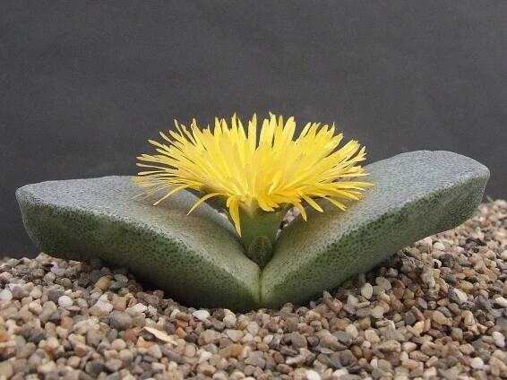 Plagas y enfermedades de Pleiospilos nelii