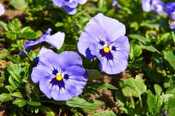 Easy Guide to Growing Viola: Tips for Beautiful Flowers - Herb Garden Oasis