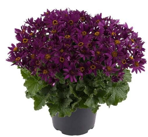 Senetti Grape