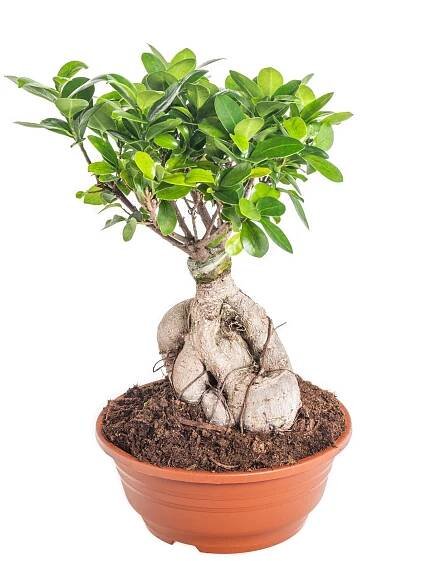 Fíkus, Ficus microcarpa, bonsaj, květináč 21 - 23 cm skladem | ZAZUMi.cz