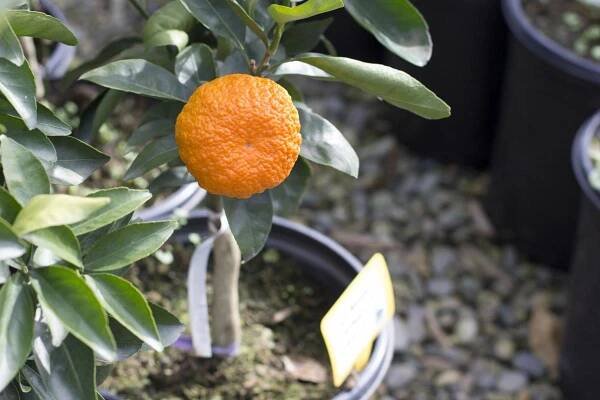 Products - Frantz Garden Center