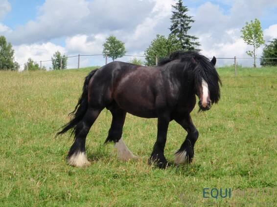 Připouštění irský cob | EquiInzert.cz 