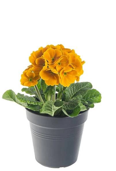 Prvosenka vyšší, Primula elatior, oranžová skladem