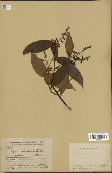 Sageretia subcaudata