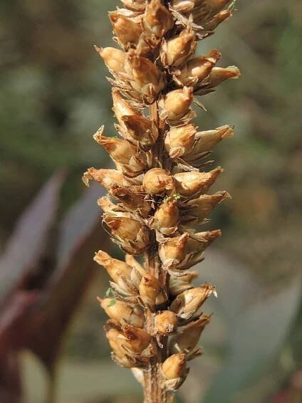 Obrázek - Plantago camtschatica | BioLib.cz