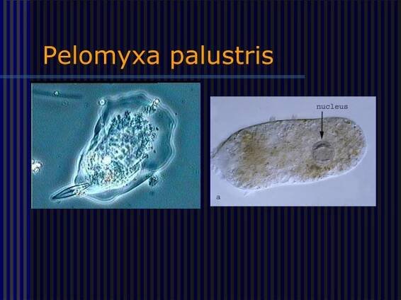 PPT - Protista (Prvoci) PowerPoint Presentation, free download - ID:920853