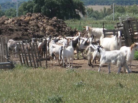 Sardinien - rabenfedern