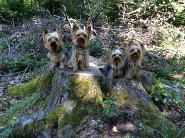Nos chiennes | Elevage de Yorkshire Terrier Des étoiles du Chanet