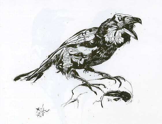 CORVUS 7