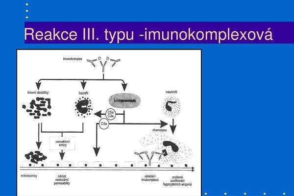 PPT - Imunopatologické reakce PowerPoint Presentation, free download - ID:6183663