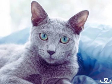 Ruská modrá kočka se běžně dožívá i 20 let