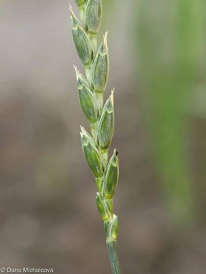 Triticum aestivum – pšenice setá • Pladias: Databáze české flóry a vegetace
