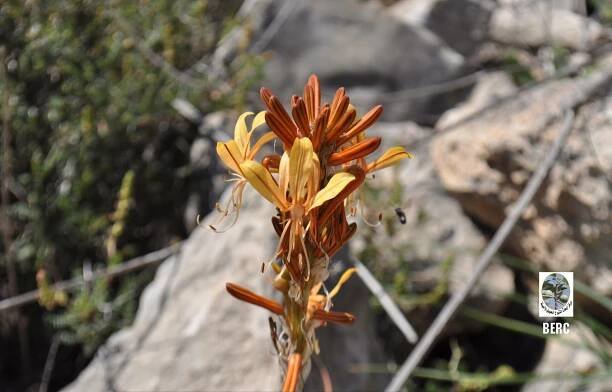 Jacob`s Rod, King`s Spear, Yellow Asphodel
