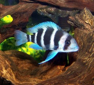 Frontosa cichlid, picture 1