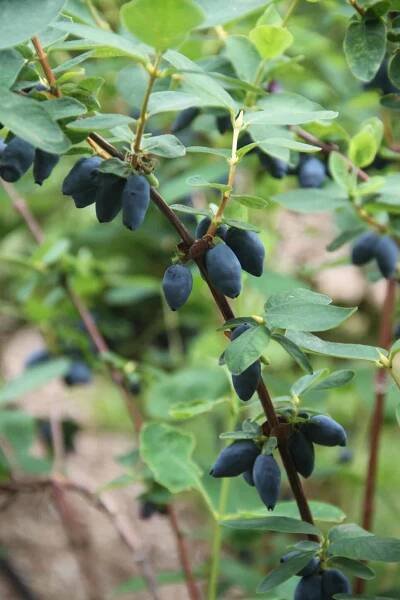 New for 2021 – Illinois Dunesland Garden Club